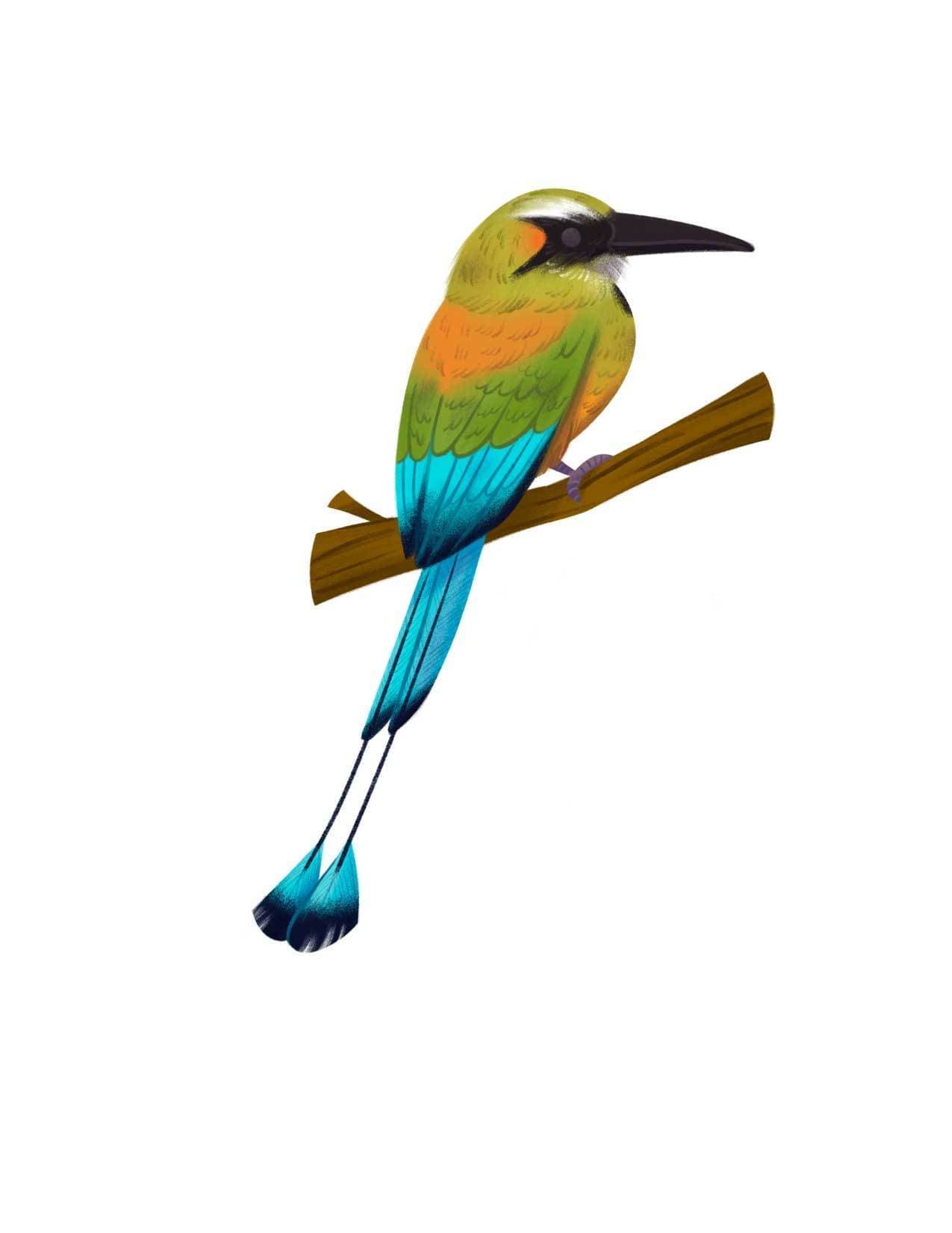 鳥イラスト